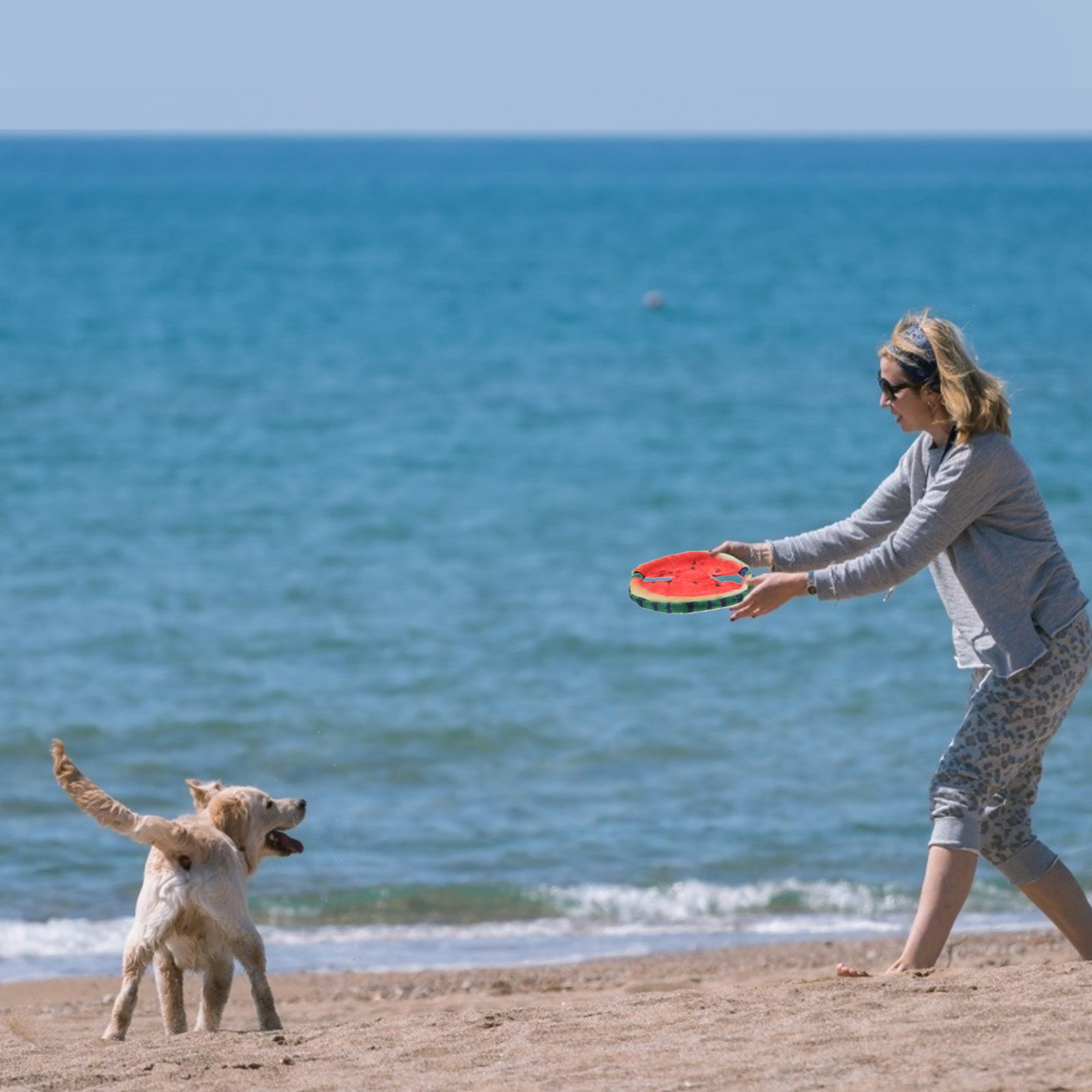Mainan Pelatihan Hewan Pelihar - Flying Disc Dog Training Toy ulasan dan harga