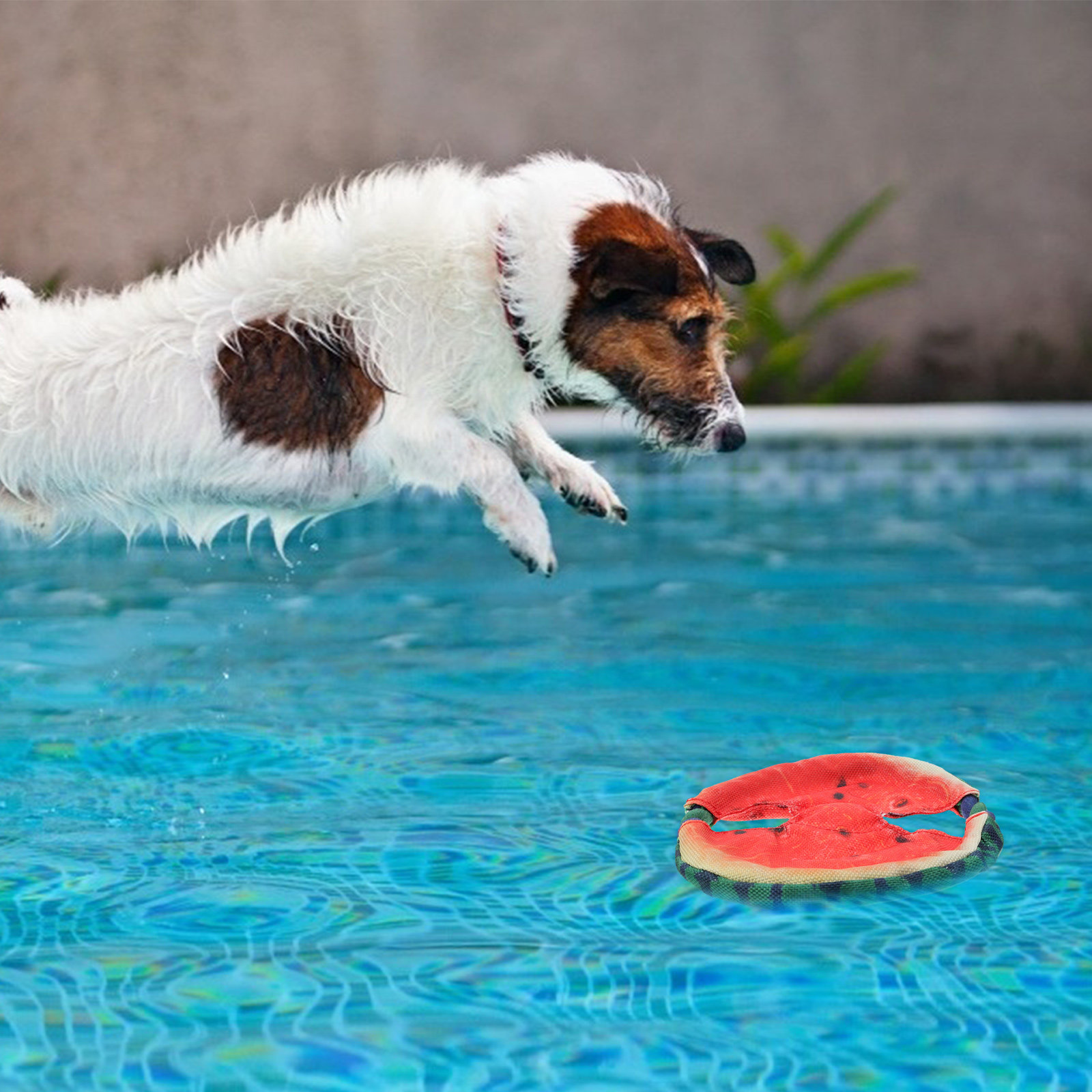 Mainan Pelatihan Hewan Pelihar - Flying Disc Dog Training Toy ulasan dan harga